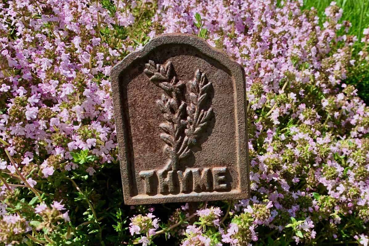 Cover for My Own Sweet Thyme