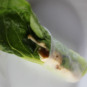 Recipe photo