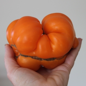 Recipe photo